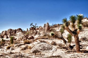 A Day in the Desert