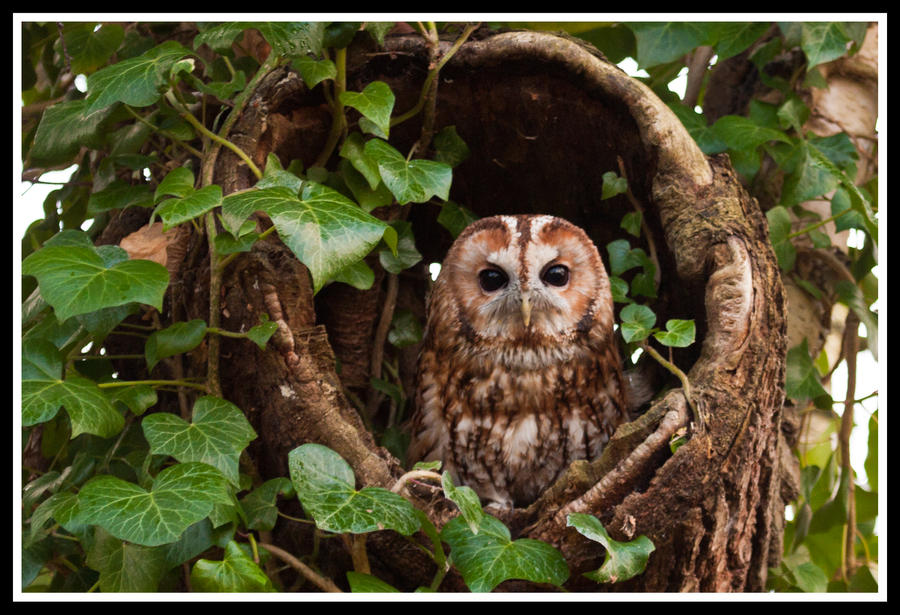 Tawny Owl