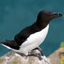 Razorbill2