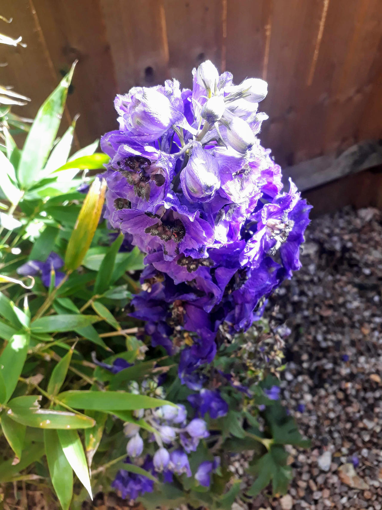 Delphinium Pixie Rockets Delphinium by paulneptune on DeviantArt