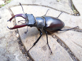 Stag Beetle