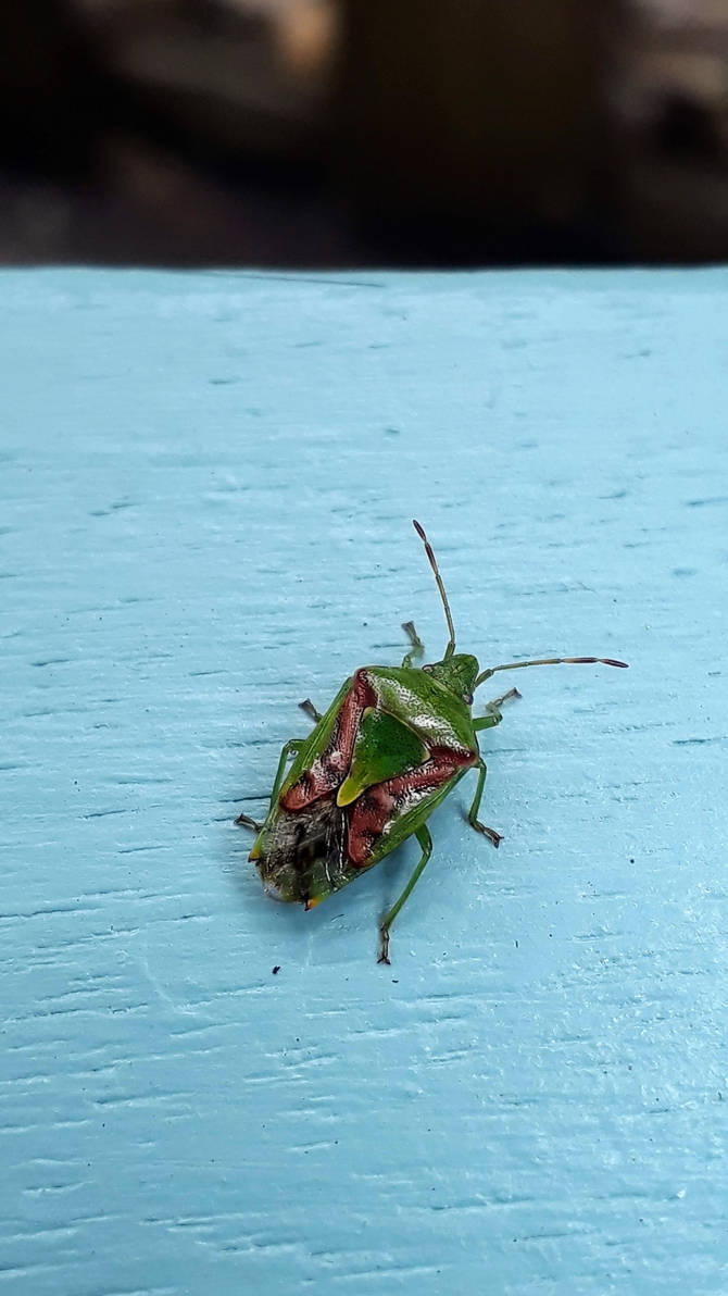 Juniper Shield Bug by paulneptune on DeviantArt