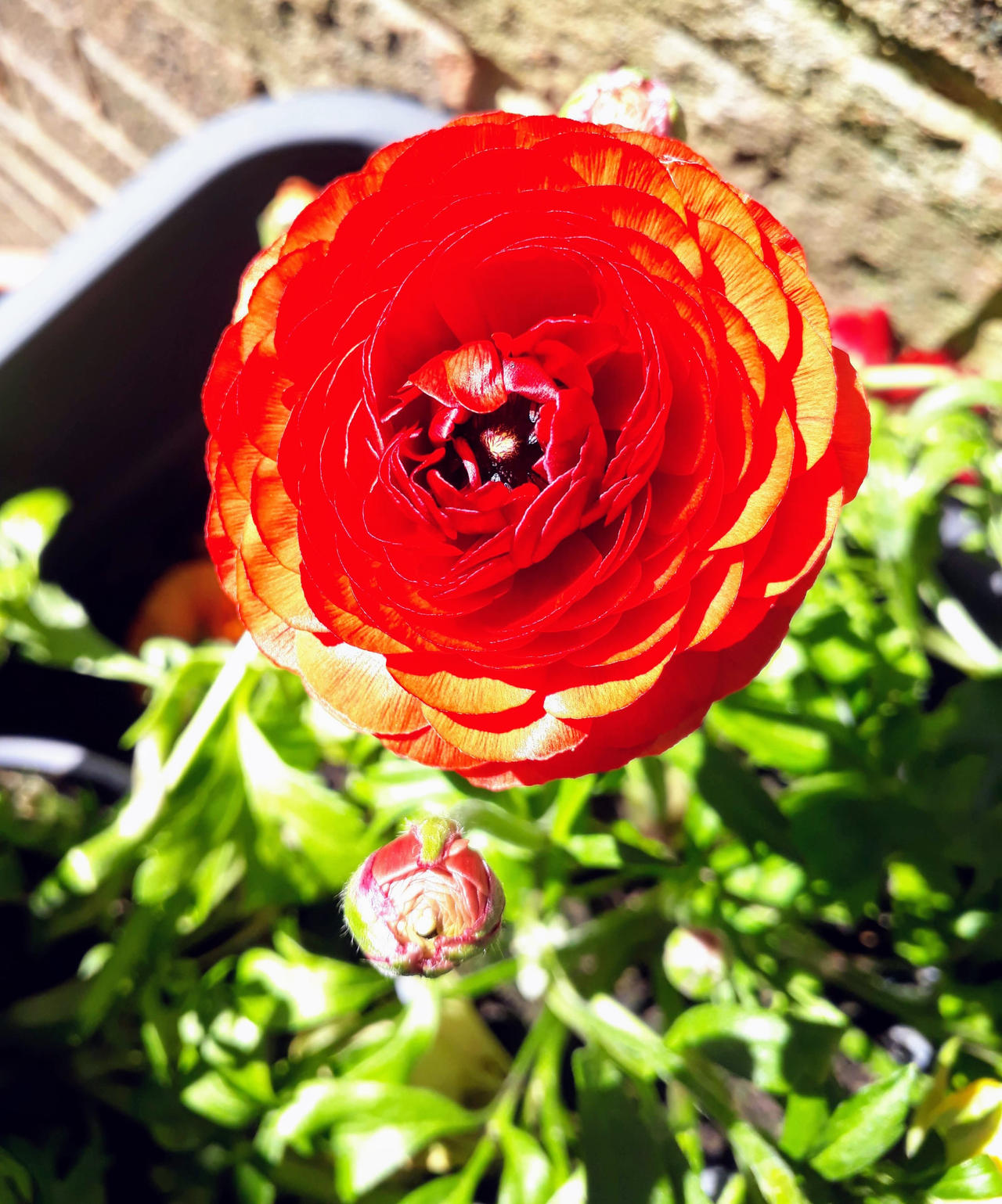 Red Ranunculus by paulneptune on DeviantArt