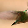 humming bird