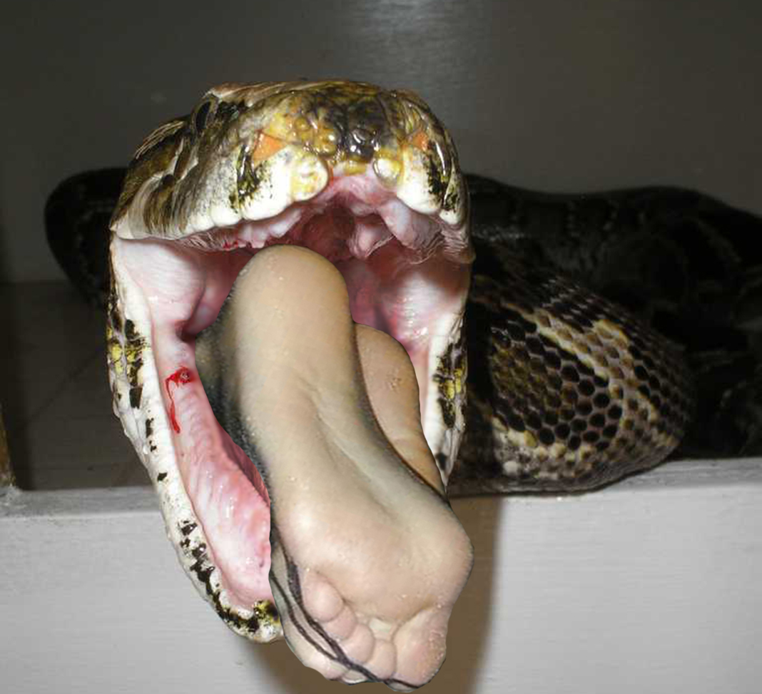 Snake vore SNAKE VORE