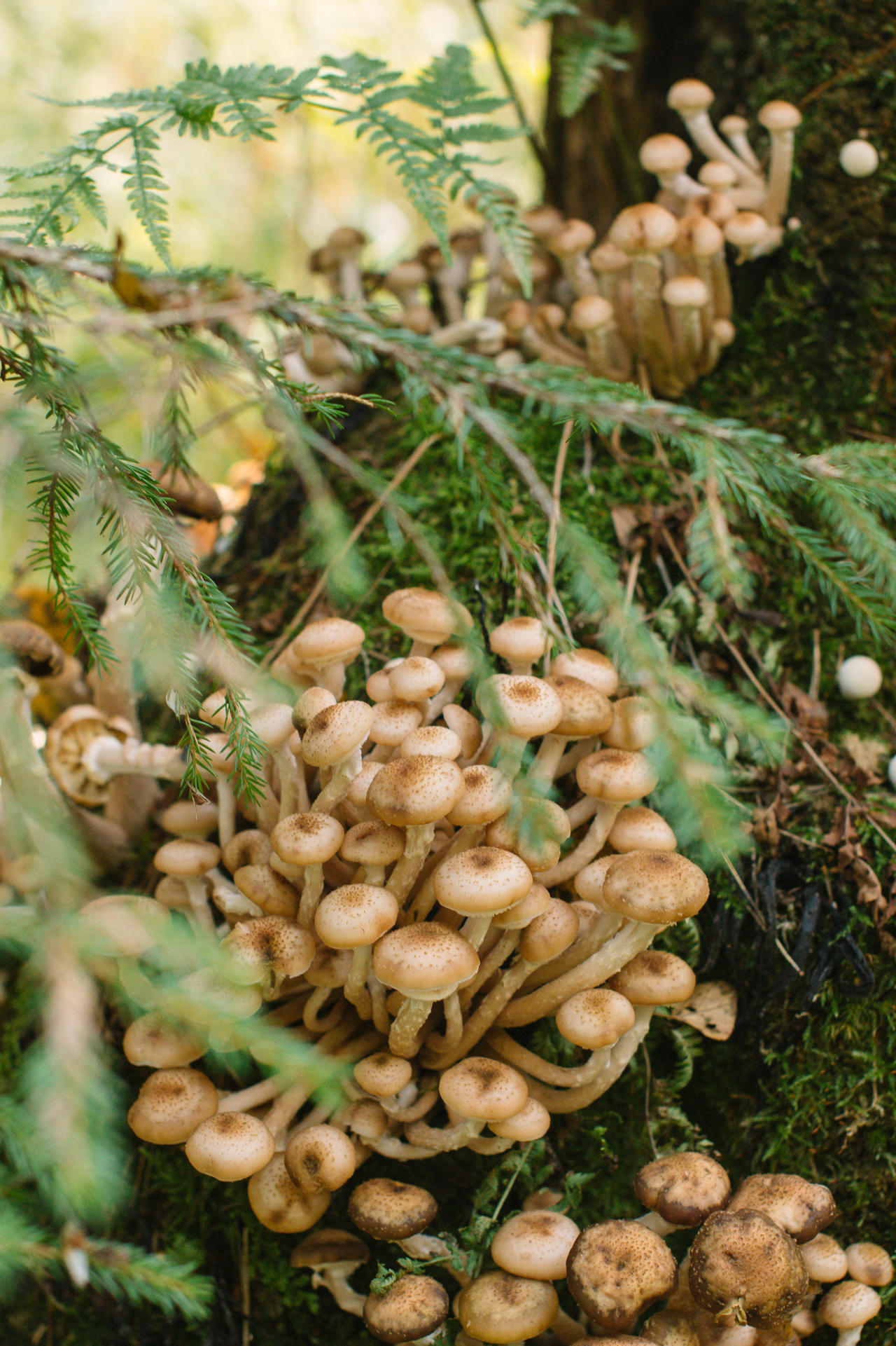 Armillaria Raspberry Armillaria by zakharovaelvira on DeviantArt