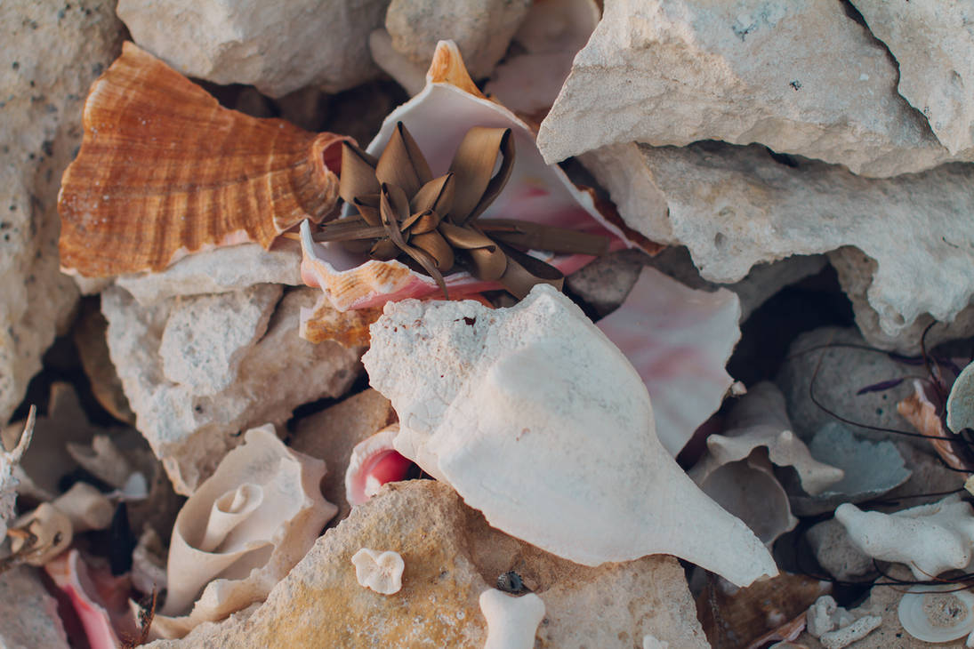 Shells by zakharovaelvira on DeviantArt