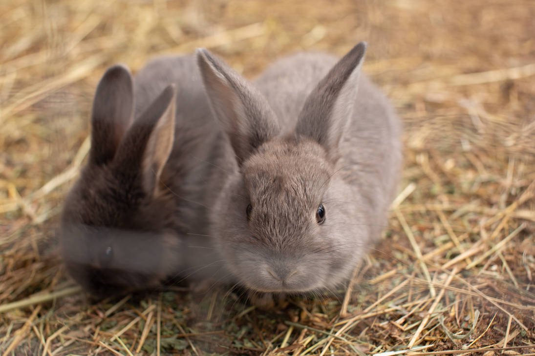 rabbits by zakharovaelvira on DeviantArt