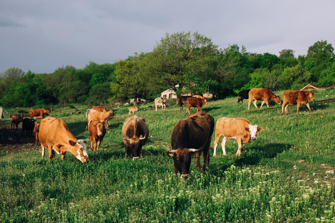 Cow By Cows by zakharovaelvira on DeviantArt