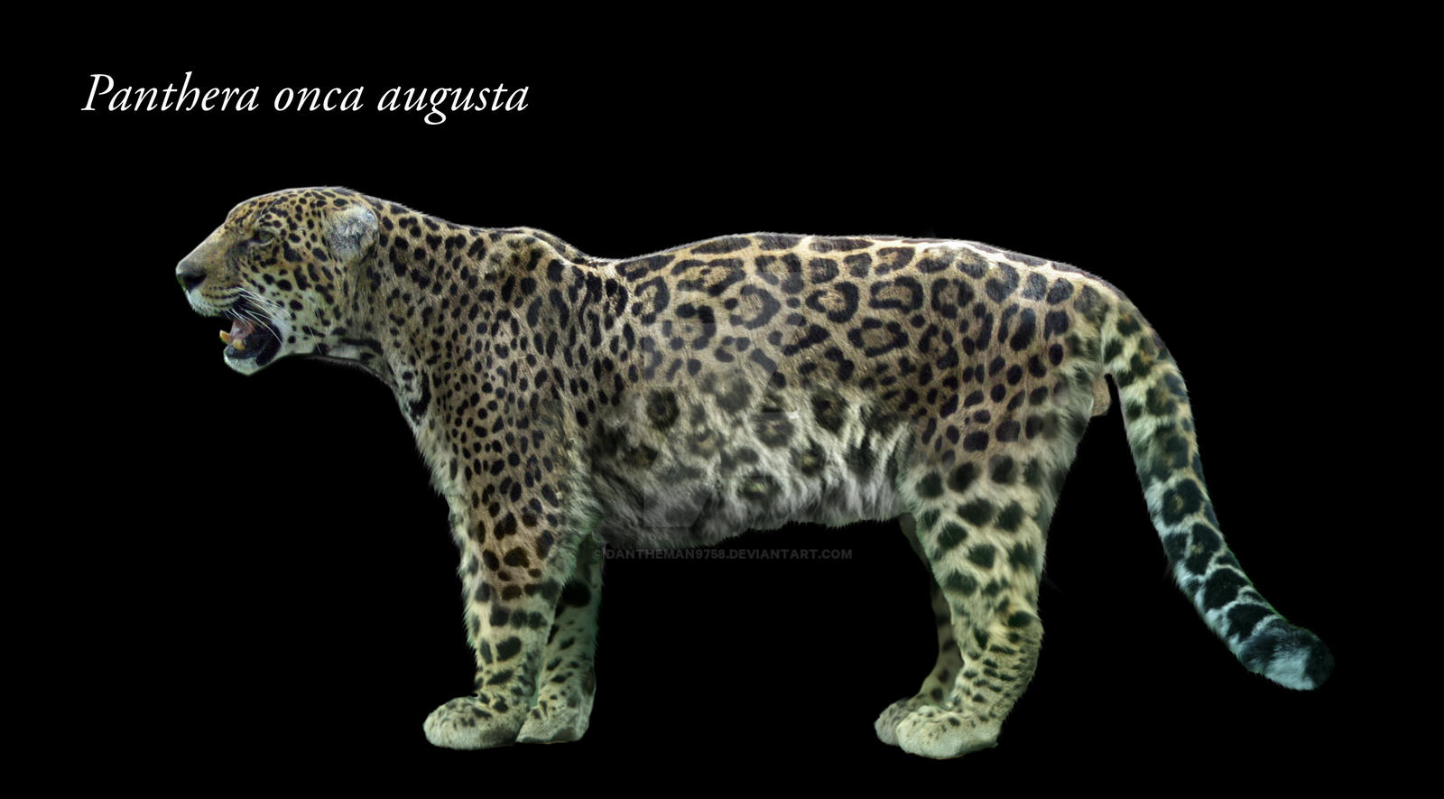 Panthera onca augusta