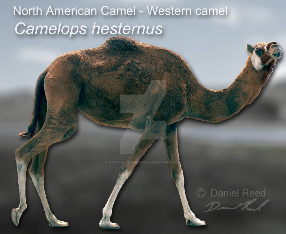 Camelops hesternus by Dantheman9758 on DeviantArt