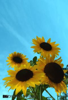 Sunflower 2 