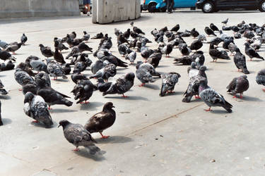 FREE STOCK, London Pigeons