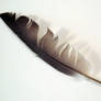 FREE STOCK, Gothic Feather 4
