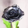 BASIC TERMS, Black rose