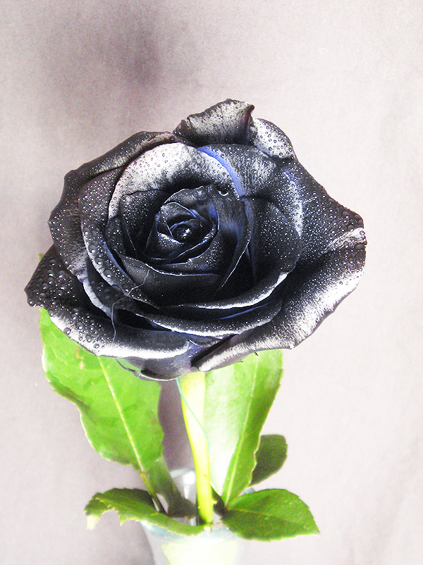 BASIC TERMS, Black rose