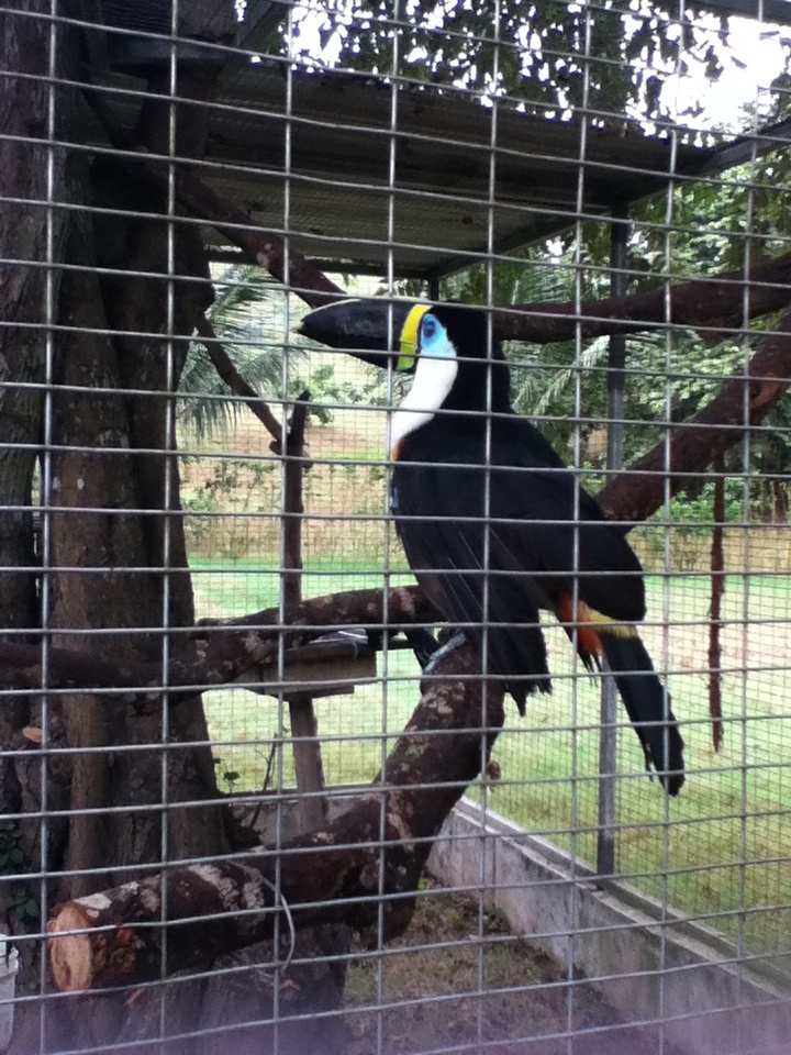 tucan