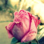 beautiful rose