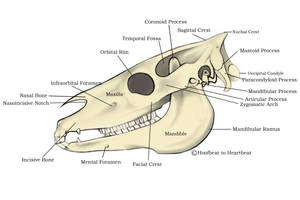 Equine Skull