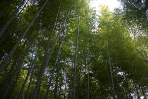 Arashiyama Bamboo