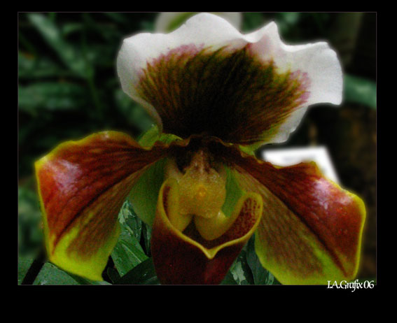 Orchid-Series: 2