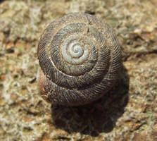 Snail