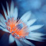 waterlily