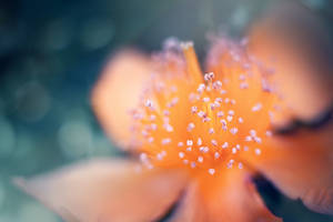 orange flower