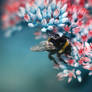 bumblebee