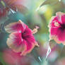 Beauty of Hibiscus
