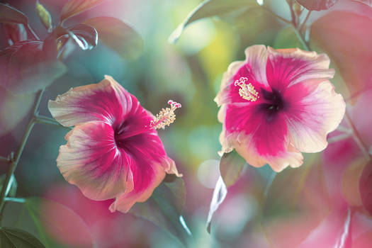 Beauty of Hibiscus