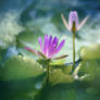 waterlily