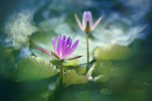 waterlily