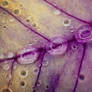 Drops