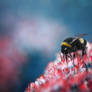 Bumblebee