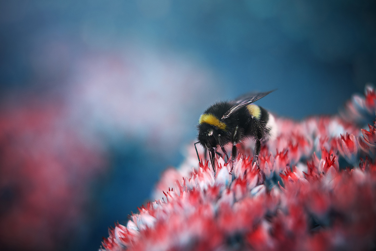 Bumblebee
