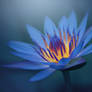 the warm heart of the water lily