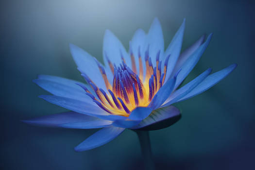 the warm heart of the water lily