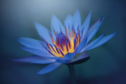 the warm heart of the water lily