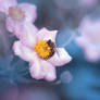 The Bee II