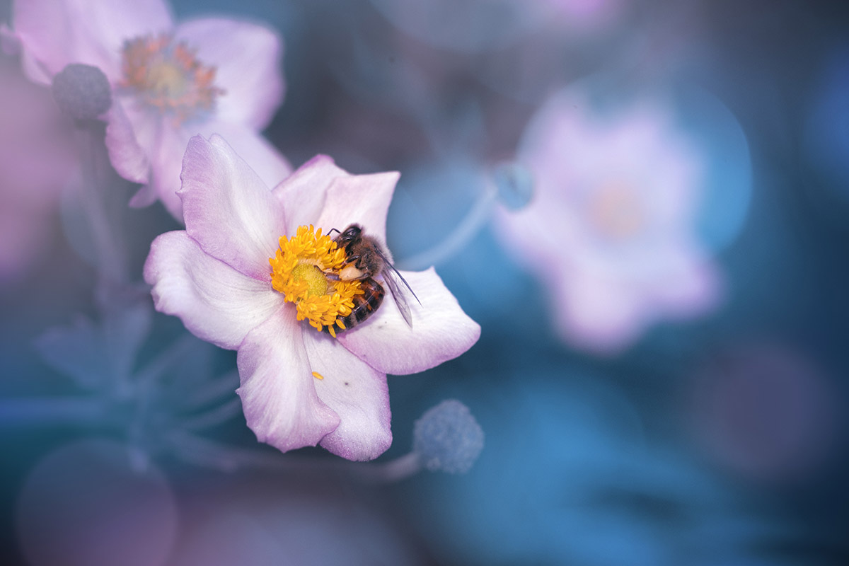 The Bee II