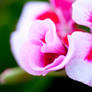 Geranium Curls