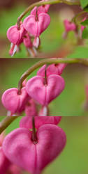 My Bleeding Hearts