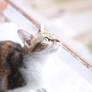 Sweetie en la ventana 2