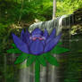 Water Lily