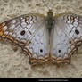 borboleta 3