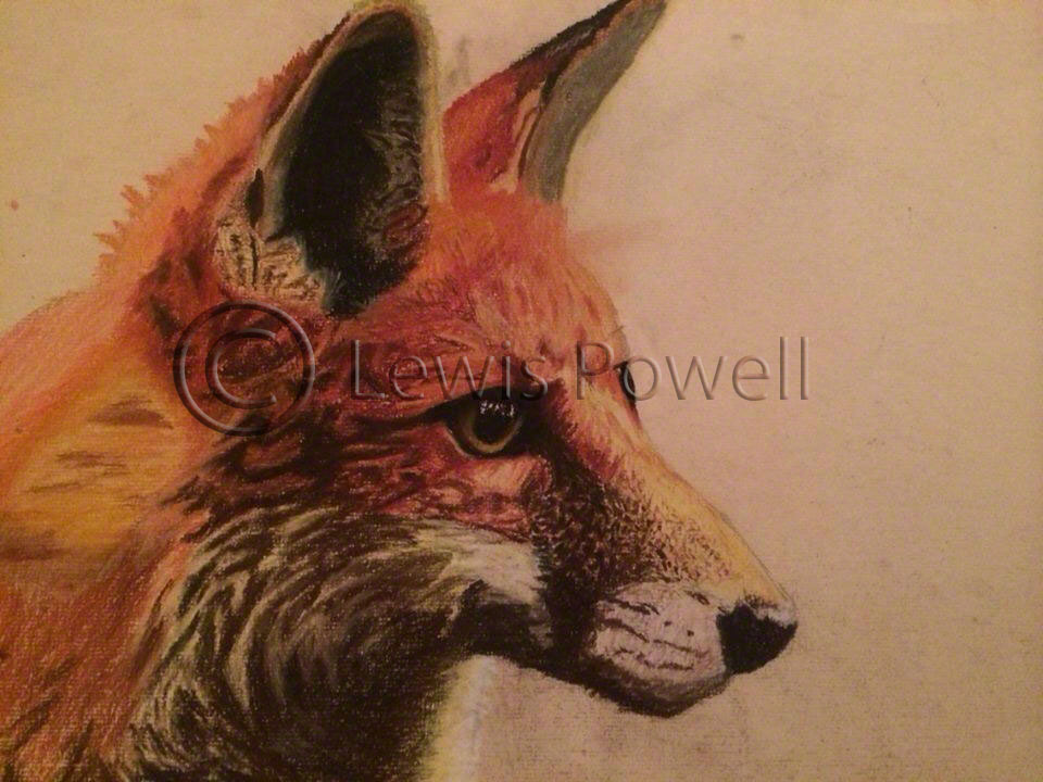 Fox Pastel Pencil