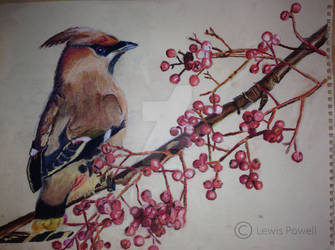 Waxwing