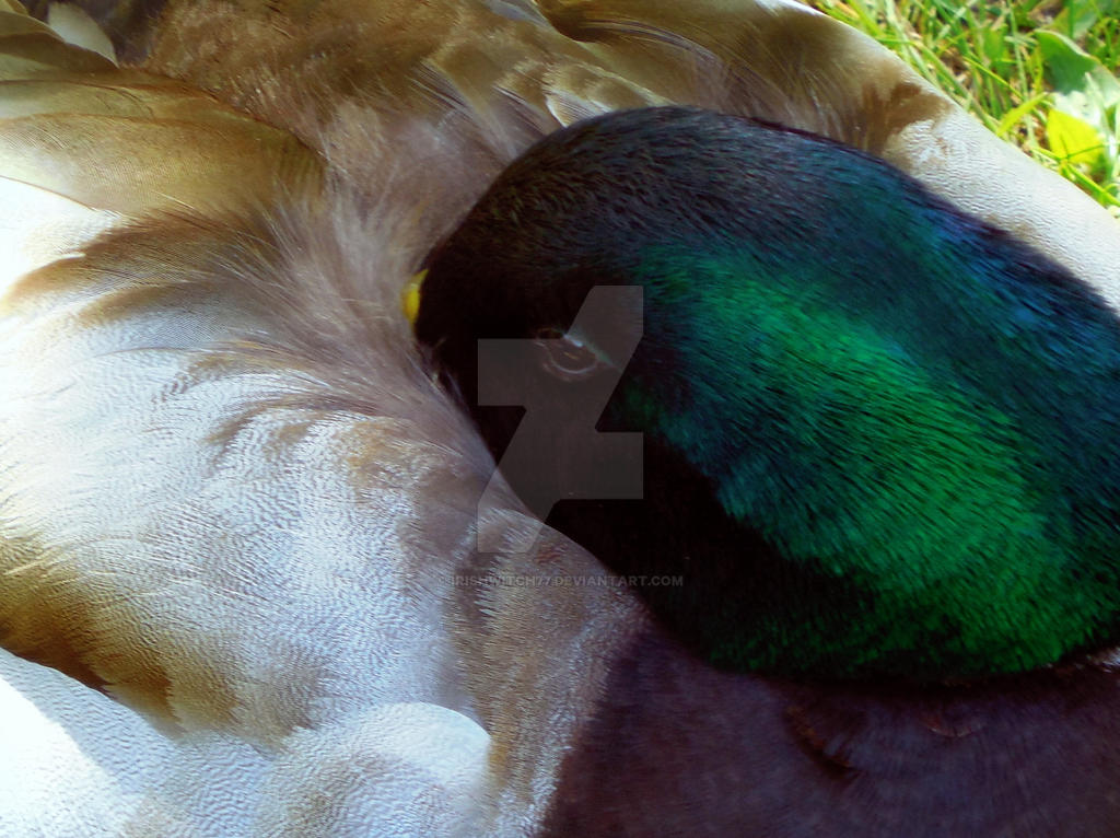 Male Mallard by IrishWitch77 on DeviantArt