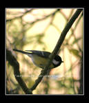 Greater titmouse